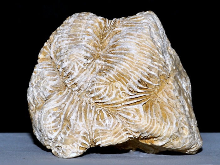 fossilien aus rußbach, gosauschichten-koralle 53 mm