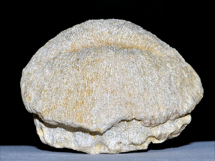 fossilien aus rußbach, gosauschichten-cunnolites 40 mm