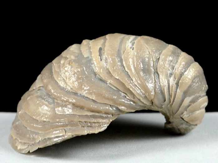 fossilien aus bayern deutschland-auster 65 mm