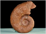 Ammoniten aus Salzburg Adnet Lytoceras