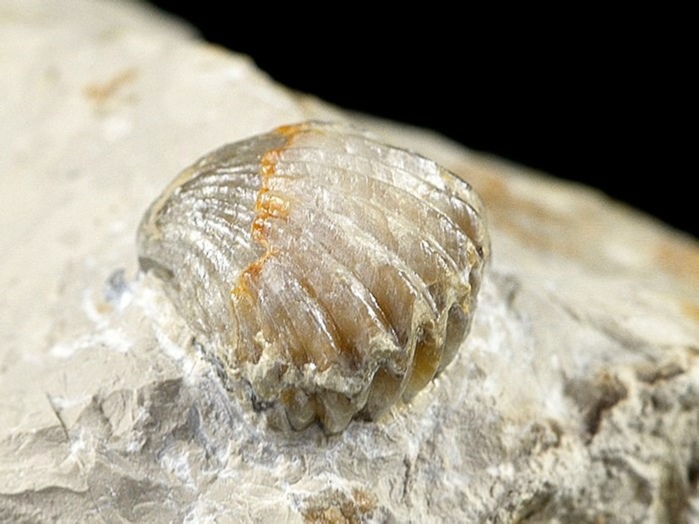 fossilien aus dem altmühltal: rynchonella 20 mm
