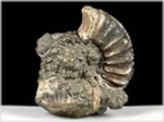 Ammonit Pleuroceras mit Pyritknollen-67-röckingen