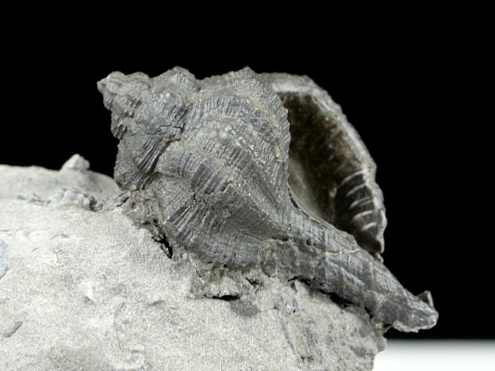 Fossilien aus Weitendorf_turitella