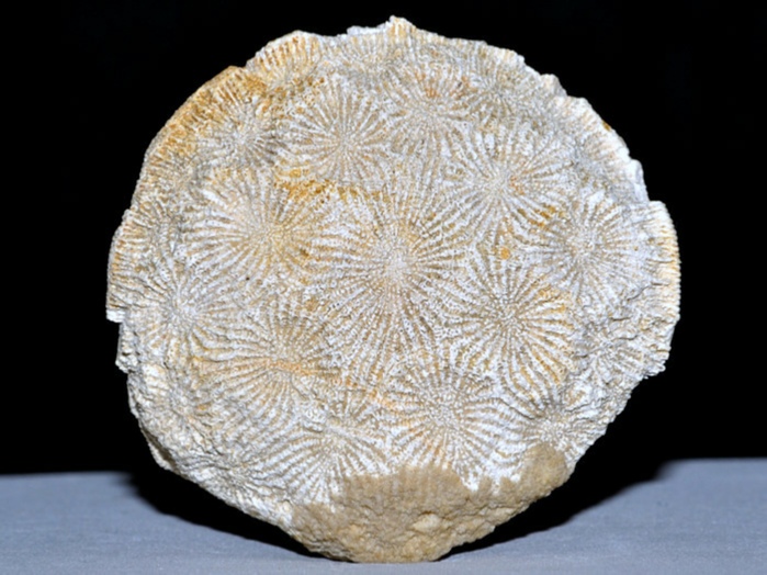 fossilien aus rußbach, gosauschichten-koralle 44 mm
