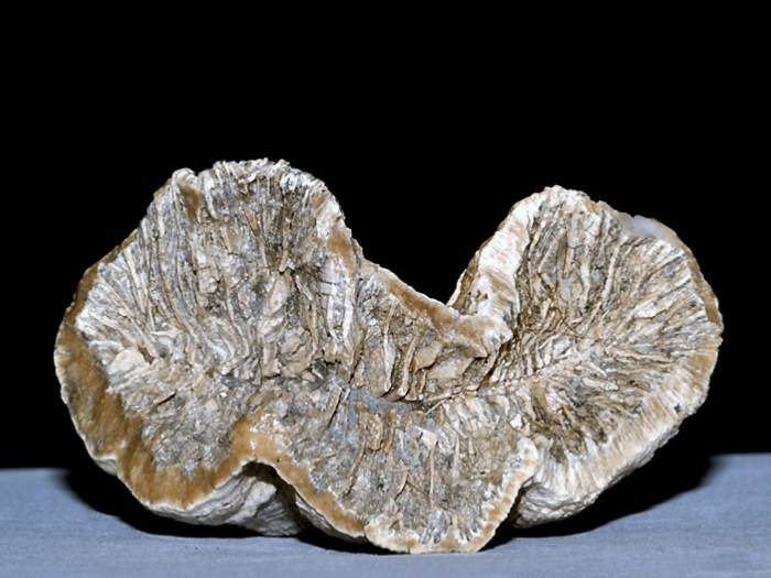 fossilien aus rußbach, gosauschichten-koralle latiphyllia 50 mm