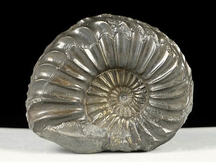 ammonit aus deutschland-pleuroceras, schwarzjura 44 mm