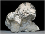 Pleuroceras Stufe-55-Ammoniten aus Buttenheim