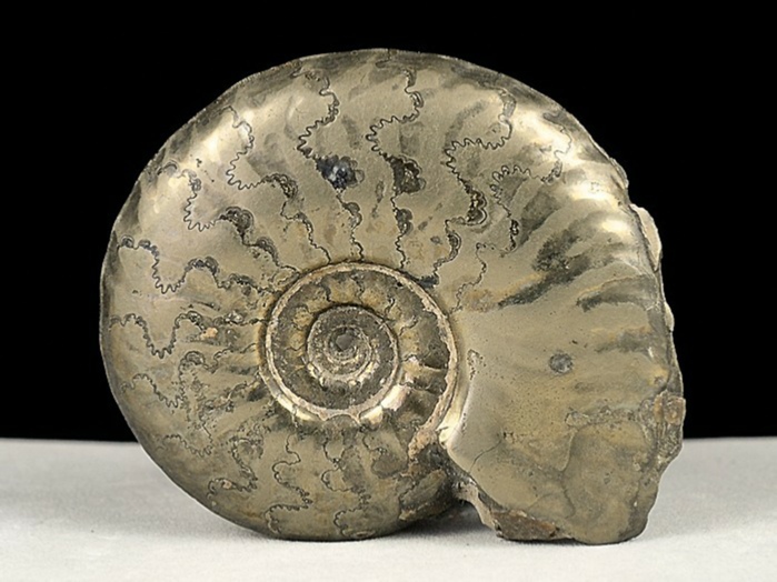 ammonit aus mistelgau-pleydellia 34 mm