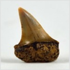 Fossilien aus Ungarn-versteinerte Haifisch Zahn Carcharias sp. 20mm