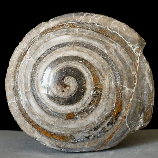 Fossilienplatte aus Weitendorf