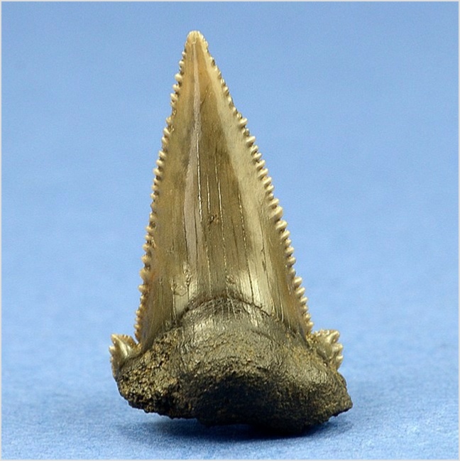 fossilien aus st. pankratz_haizahn_ carcharocles auriculatus 26 mm