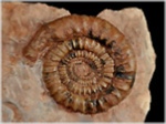 Ammoniten aus Österreich Echioceras-50-adnet