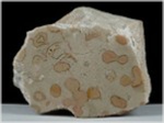 Fossilien versteinerte Trias Koralle