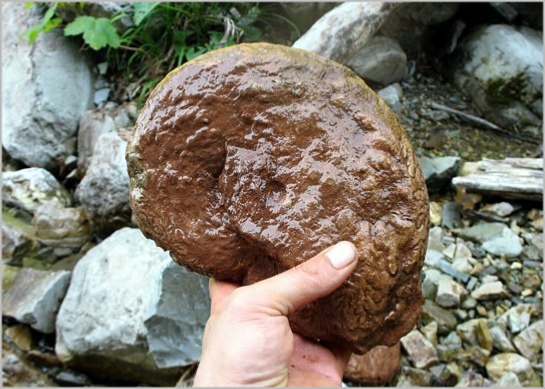 Fossilien Fundstellen Ammoniten aus Salzburg