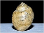 Fossilien aus Rußbach Schnecke Ampullina lyrata