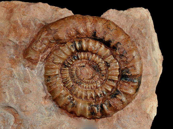 fossilien aus adnet_ammonit_alsatites 50 mm