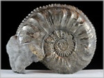 Pleuroceras-96-Ammoniten aus Buttenheim