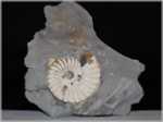 Pleuroceras-38-Ammoniten aus Buttenheim