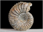 Pleuroceras-25-Ammoniten aus Buttenheim
