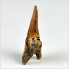 Fossilien aus Ungarn-versteinerte Haifisch Zahn Hemipristis sp. 19mm