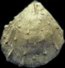 Fossilien aus St. Pankratz Salzburg-Schnecken und Muscheln