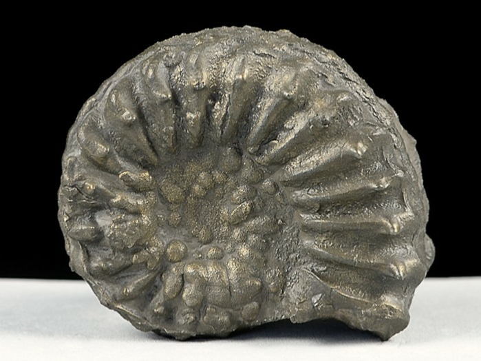 ammonit aus deutschland-pleuroceras, schwarzjura 43 mm