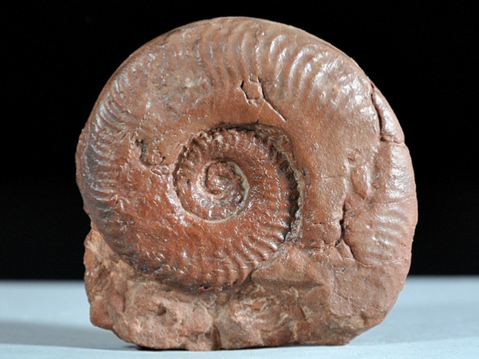 fossilien aus adnet_ammonit_protagrammoceras 65 mm
