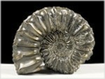 Ammonit Pleuroceras-43-röckingen