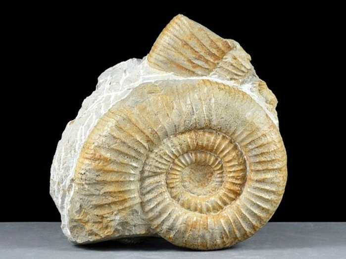 ammonit aus dem altmühltal: orthospinctes120 mm