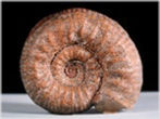 Ammonit Coeloceras-Adnetr Schichten Salzburg