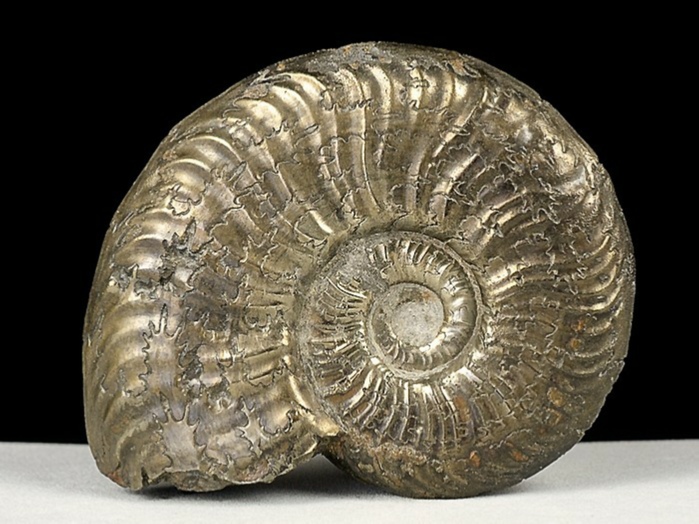ammonit aus mistelgau-cotteswoldia 37 mm