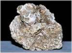 versteinerte koralle-pseudopistophyllum-54-russbach-244