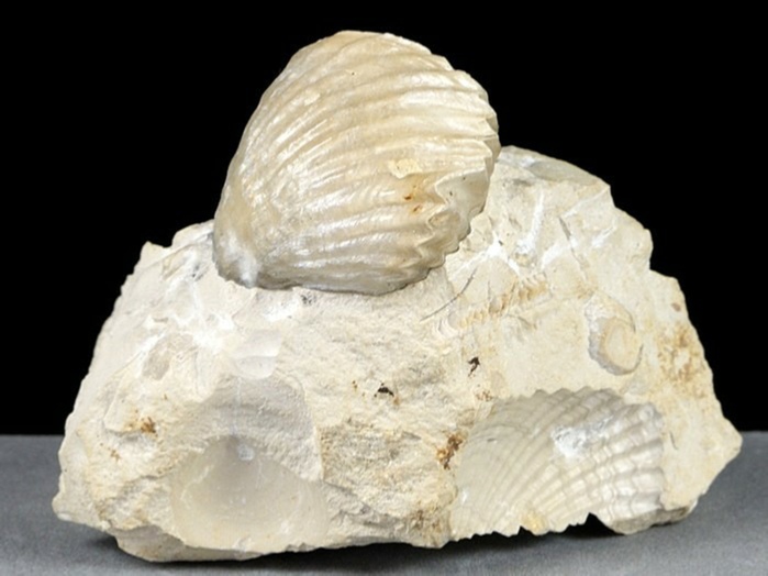 fossilien aus dem altmühltal-rhyonchonella