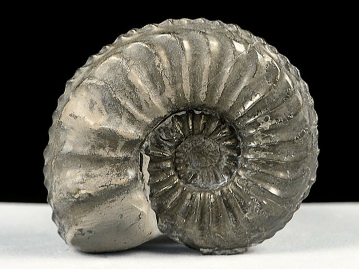 ammonit aus deutschland-pleuroceras, schwarzjura 35 mm