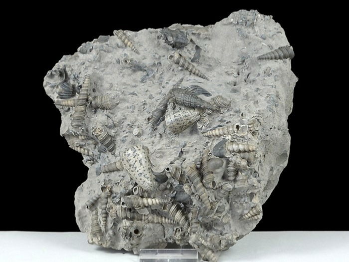 Fossilienplatte aus Weitendorf