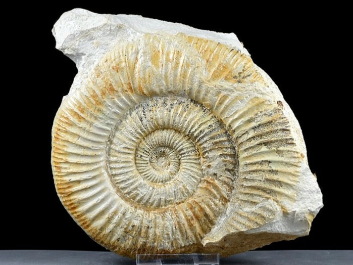 ammonit aus dem altmühltal: orthospinctes 140 mm