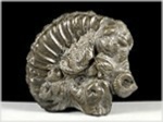 Ammonit Pleuroceras-70-röckingen