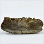 Fossilien aus Ungarn-Kieferfragment eines Wirbeltieres 50mm