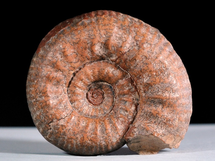 fossilien aus adnet-ammonit-coeloceras pettos 75 mm