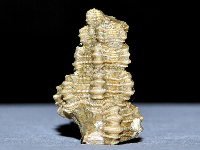 fossilien aus rußbach, gosauschichten-koralle neocoeniopsis reussi 42 mm