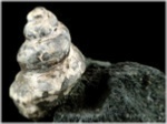 Fossilien aus Österreich-Versteinerte Schnecke Amaea maxima- Kroisbachgraben- St. Pankratz