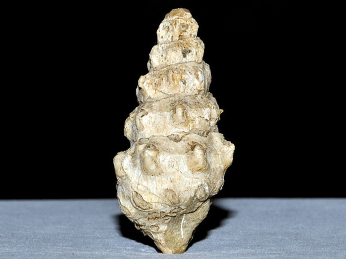 fossilien aus rußbach, gosauschichten-koralle neocoeniopsis reussi 42 mm