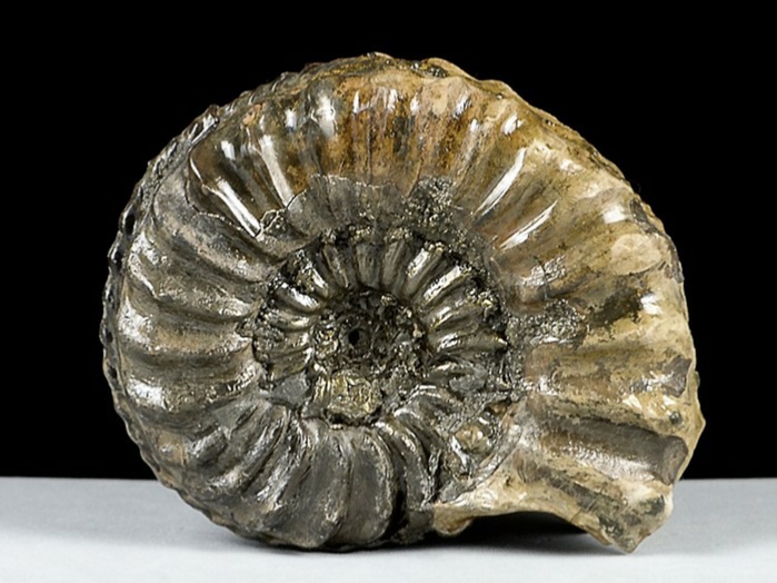 ammonit aus deutschland-pleuroceras, schwarzjura 70 mm