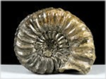 Ammonit Pleuroceras-70-röckingen