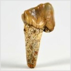 Fossilien aus Ungarn-Zahn eines Wirbeltieres 25 mm
